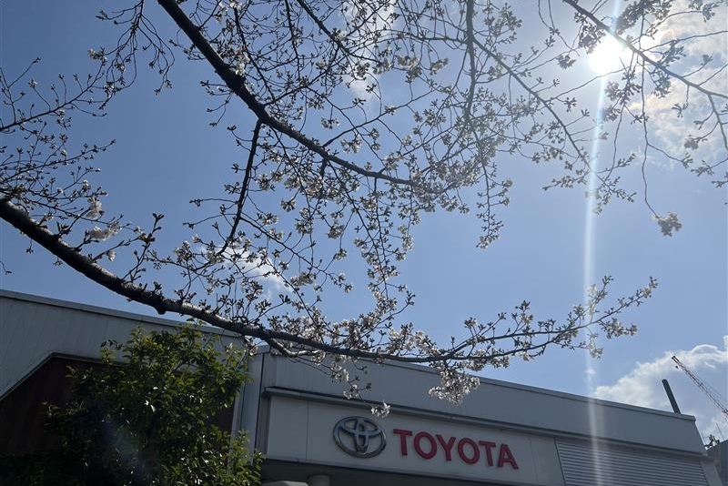 shop20c_桜