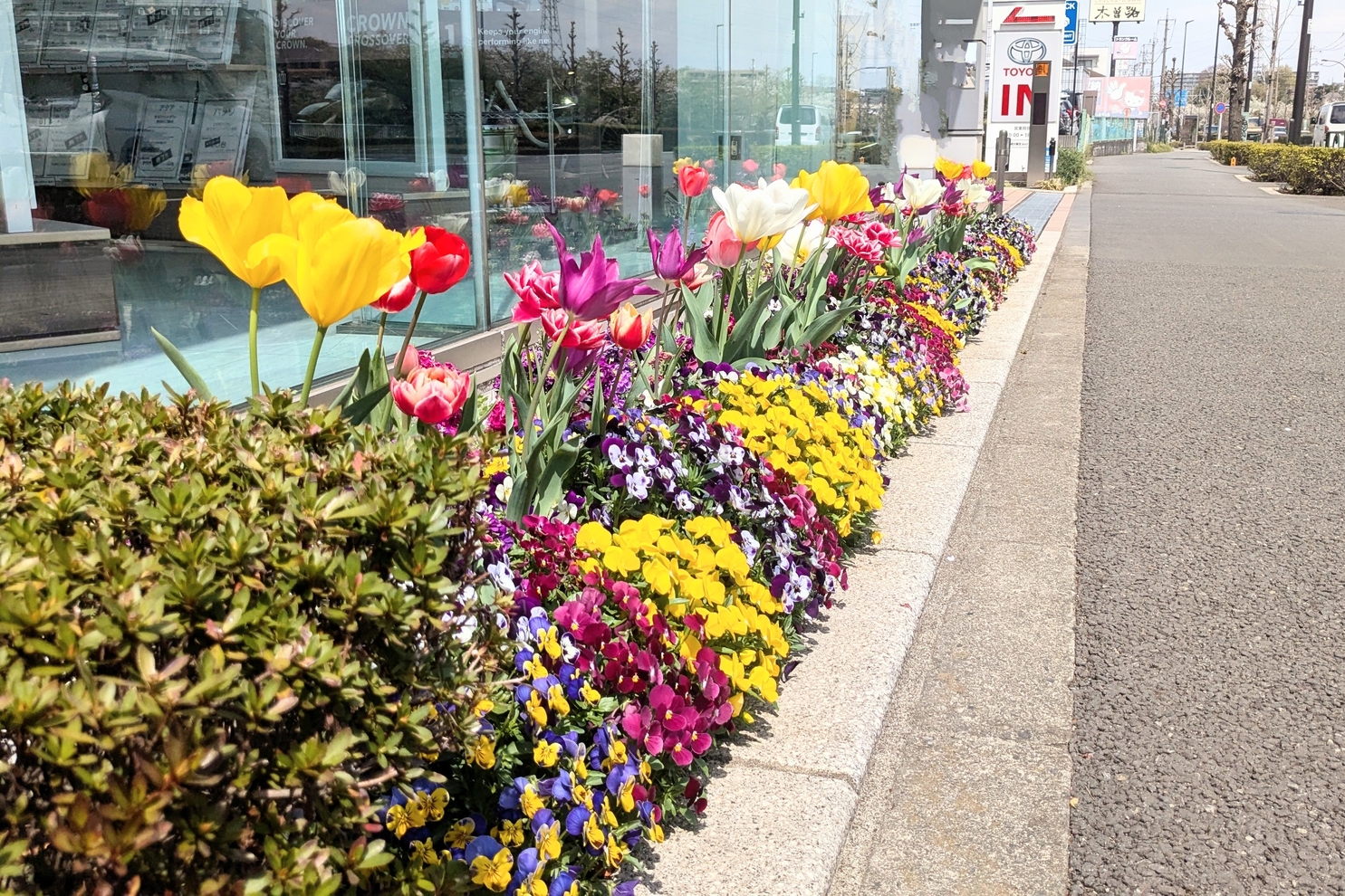 4月のショールーム前花壇２：4月ショールーム前花壇２