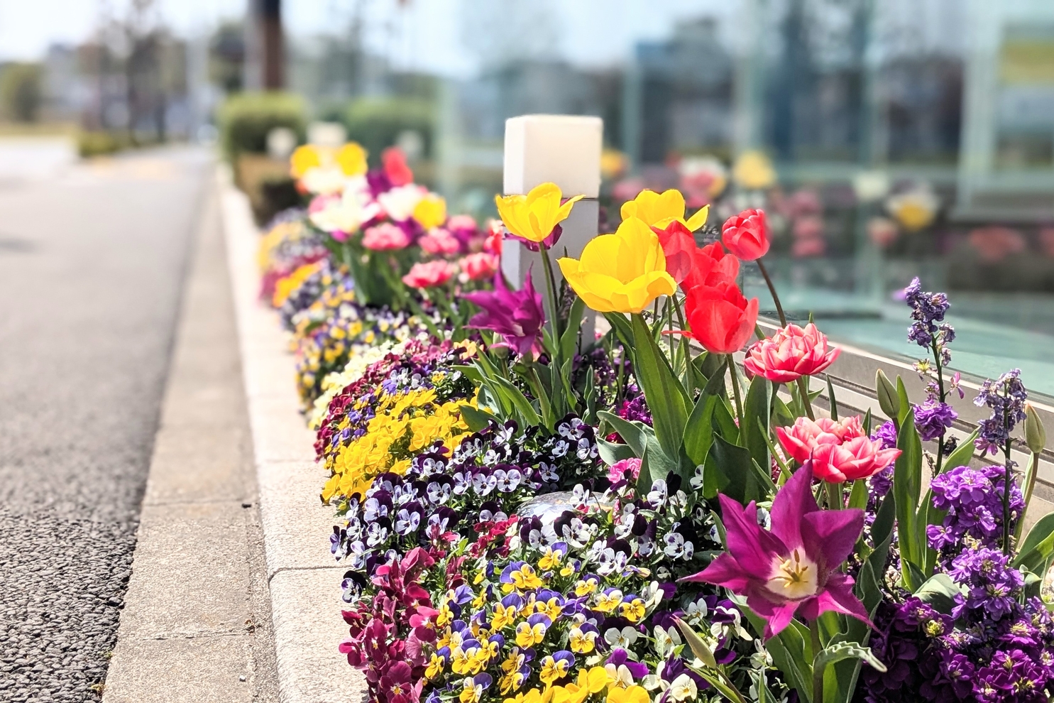 4月のショールーム前花壇３：4月ショールーム前花壇３
