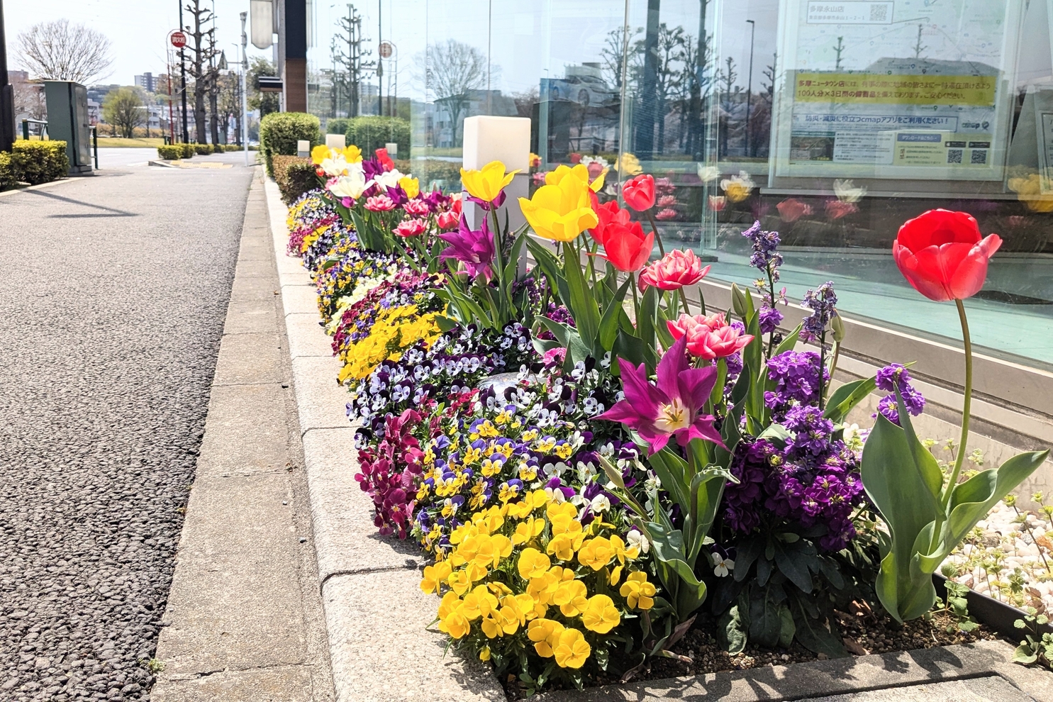 4月のショールーム前花壇４：4月ショールーム前花壇４