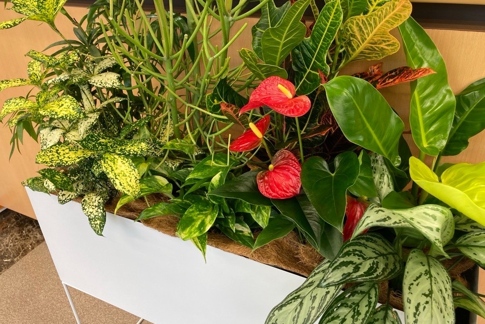 トヨタモビリティ東京 落合店「ショールームに彩りを加える、季節替わりの観葉植物」のお知らせブログです。