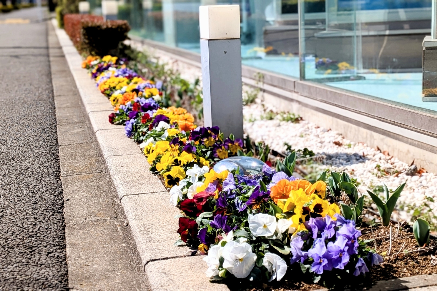 ３月の店舗前花壇：店舗前花壇３月