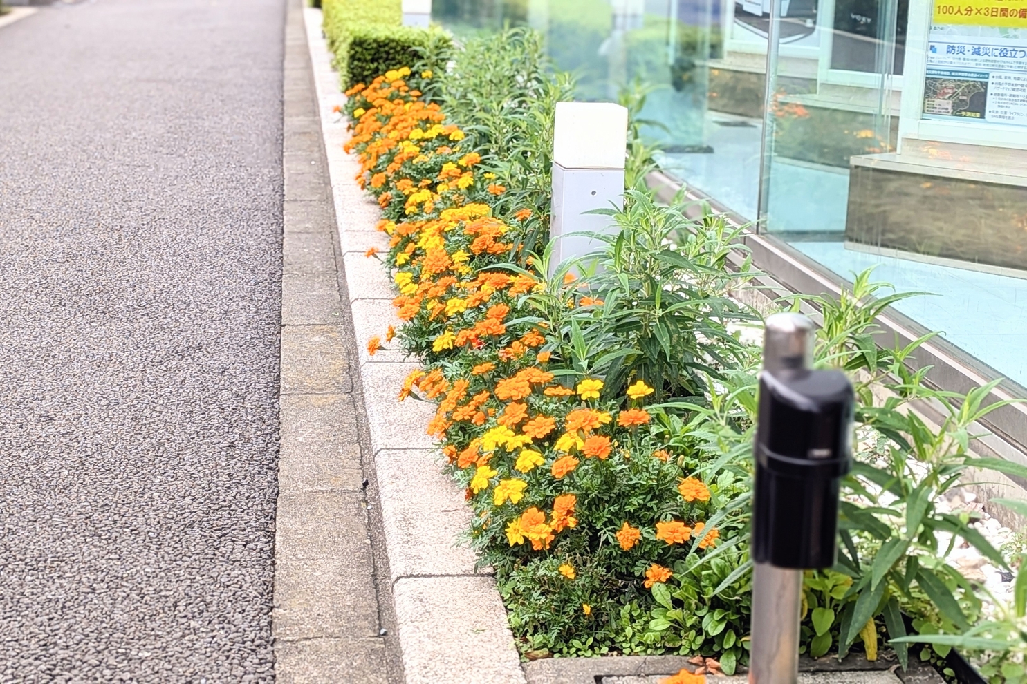 店舗前花壇7月１：夏装飾８