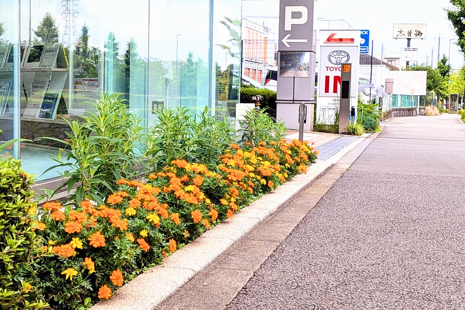 店舗前花壇7月２：夏装飾９
